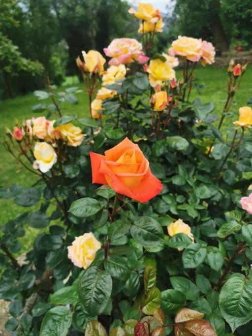 La Flor de Toranzo Vive los Valles Pasiegos Prases Exterior foto